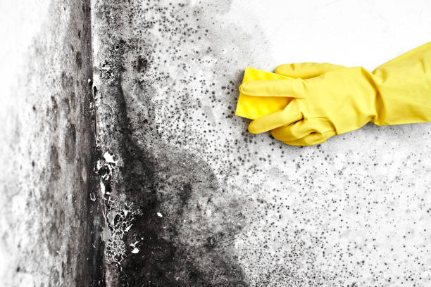Best Mold Removal Company Near Me  in Brentwood, MD