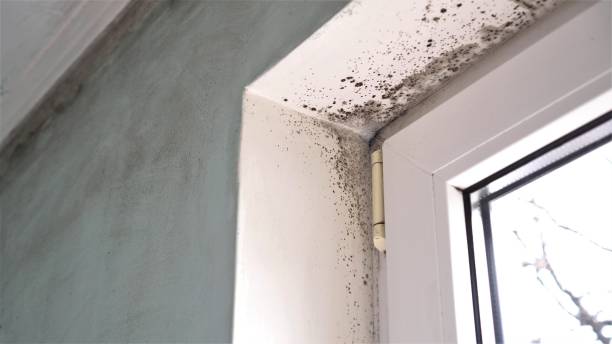 Best Fast Mold Removal  in Brentwood, MD