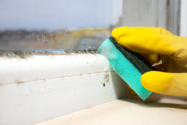 Best Certified Mold Removal  in Brentwood, MD
