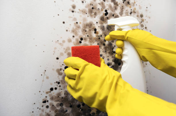 Best Crawl Space Mold Removal  in Brentwood, MD