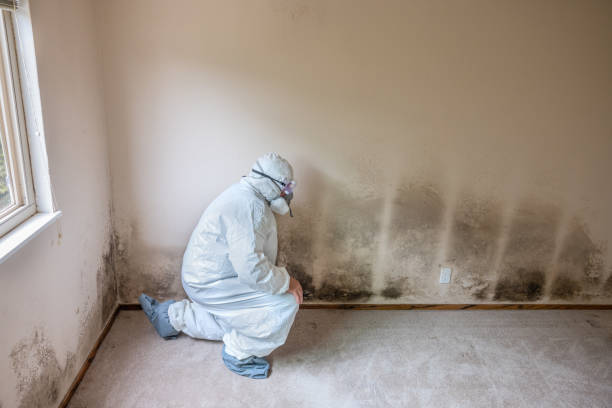 Best Fast Mold Removal  in Brentwood, MD
