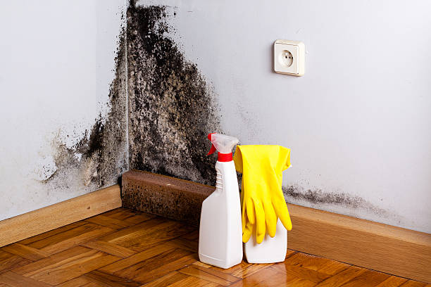 Best Professional Mold Removal  in Brentwood, MD