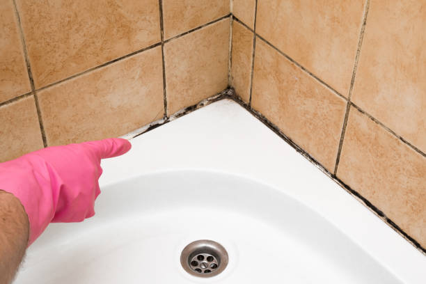 Best Black Mold Removal  in Brentwood, MD
